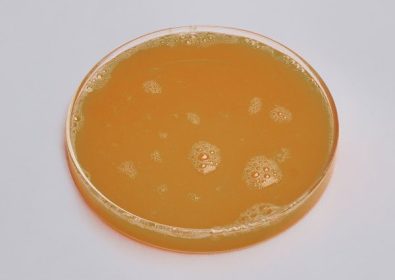 Huevo Entero Líquido